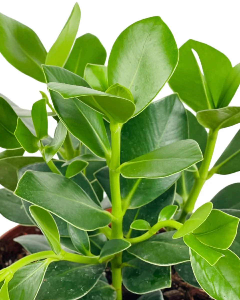 Autograph Plant - Image 6