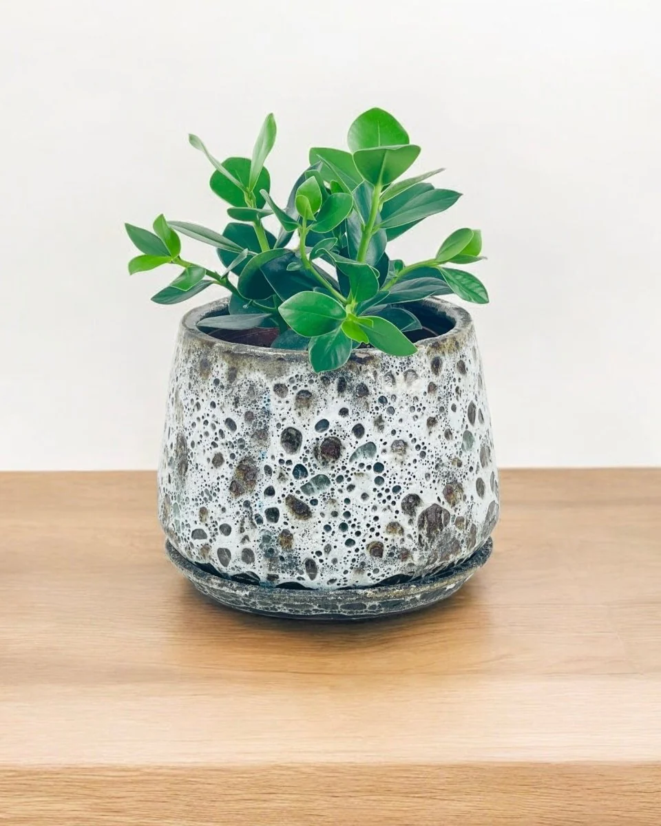 Autograph Plant - Image 7