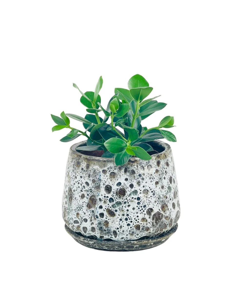 Autograph Plant - Image 8