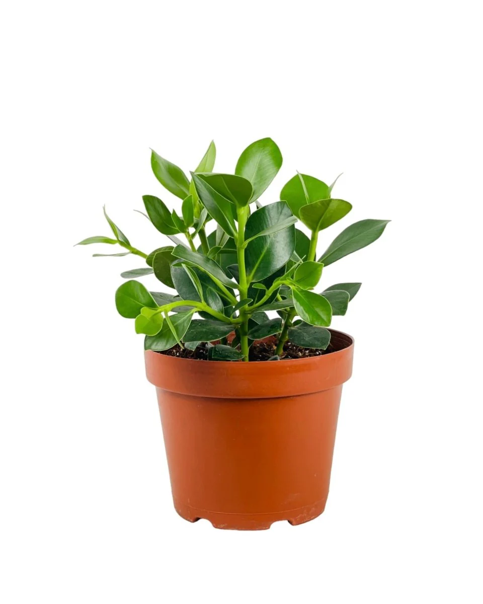 Autograph Plant - Image 9