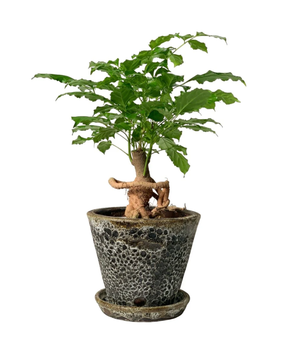 Baby China Doll Bonsai