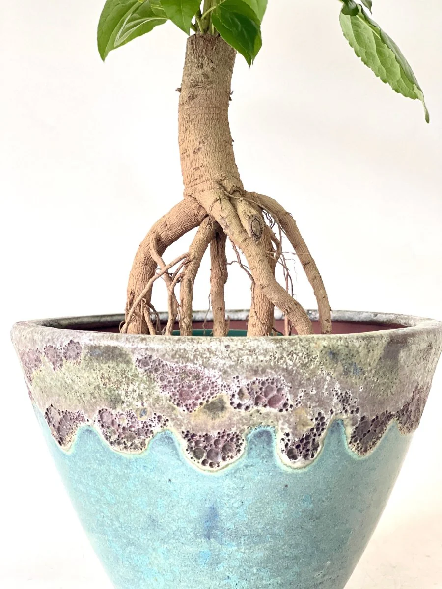 Baby China Doll Bonsai - Image 10