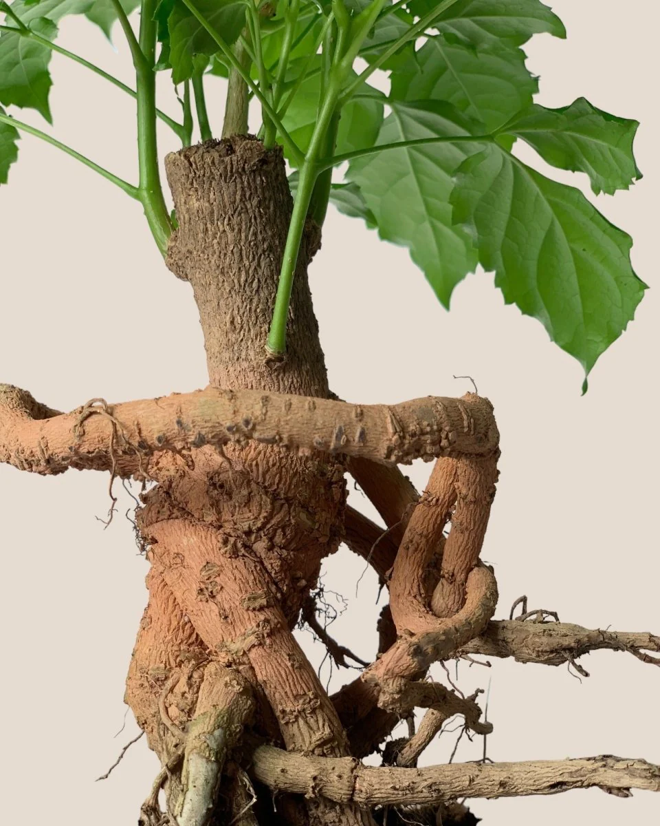 Baby China Doll Bonsai - Image 11