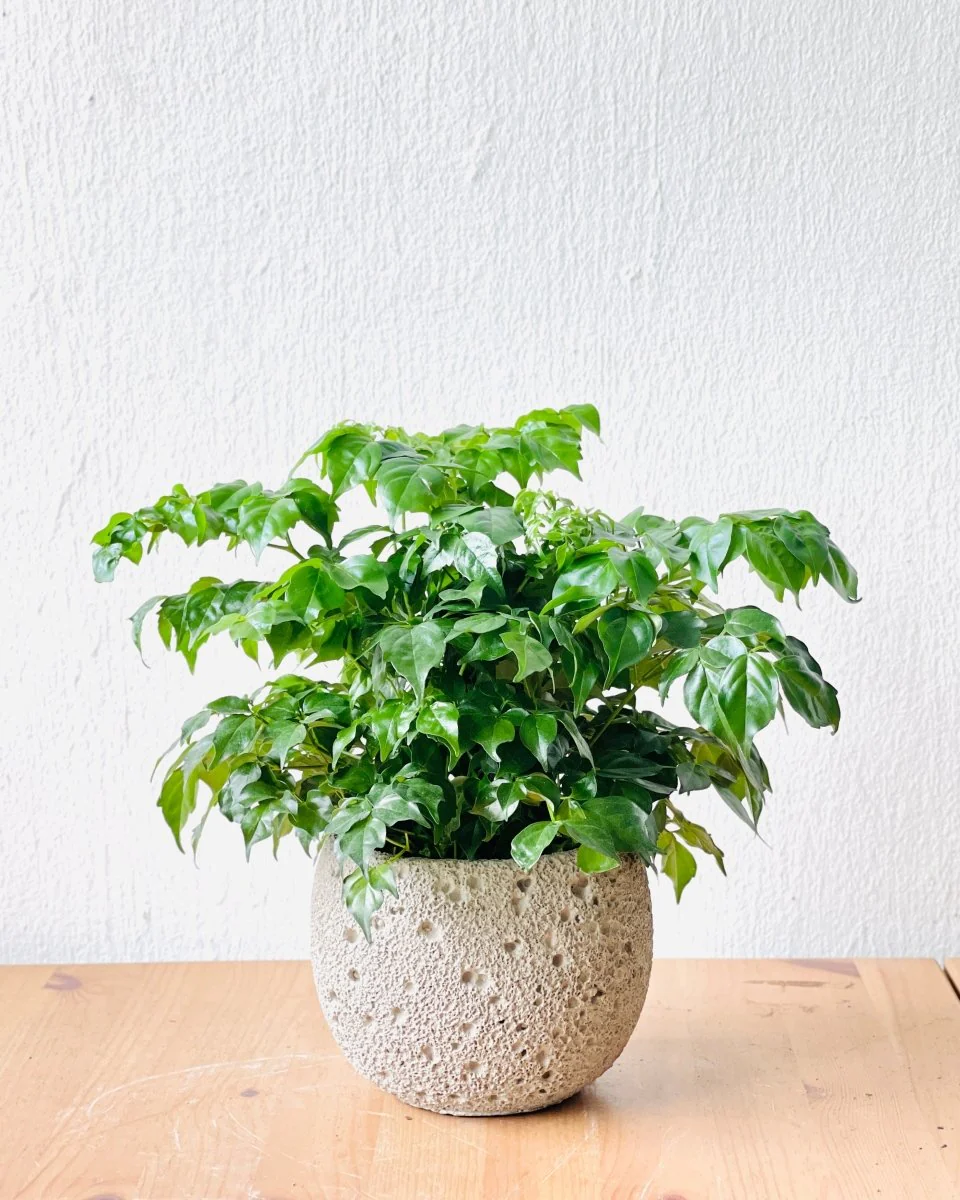 Baby China Doll Bonsai - Image 12