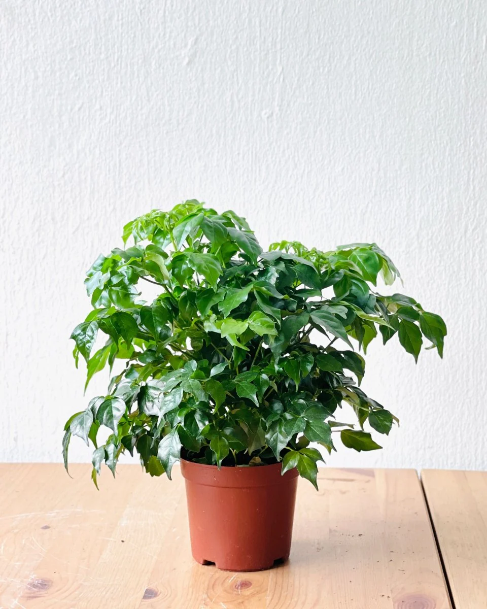 Baby China Doll Bonsai - Image 13