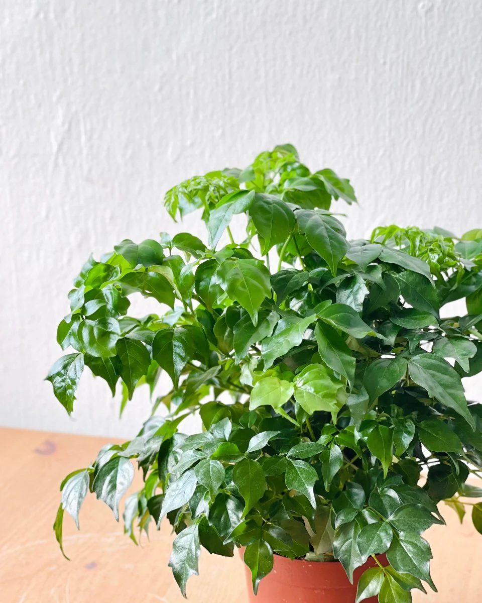 Baby China Doll Bonsai - Image 14