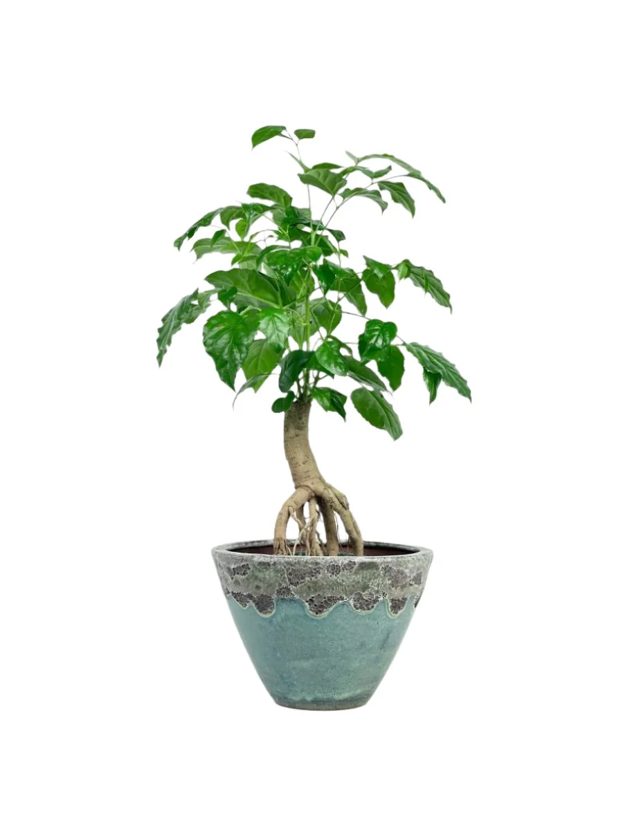 Baby China Doll Bonsai - Image 15