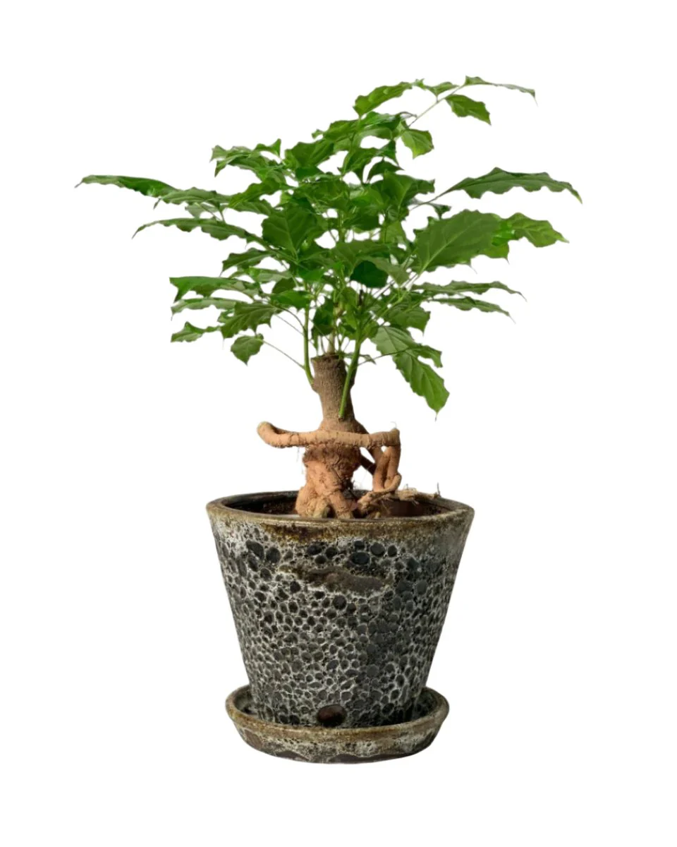 Baby China Doll Bonsai - Image 16