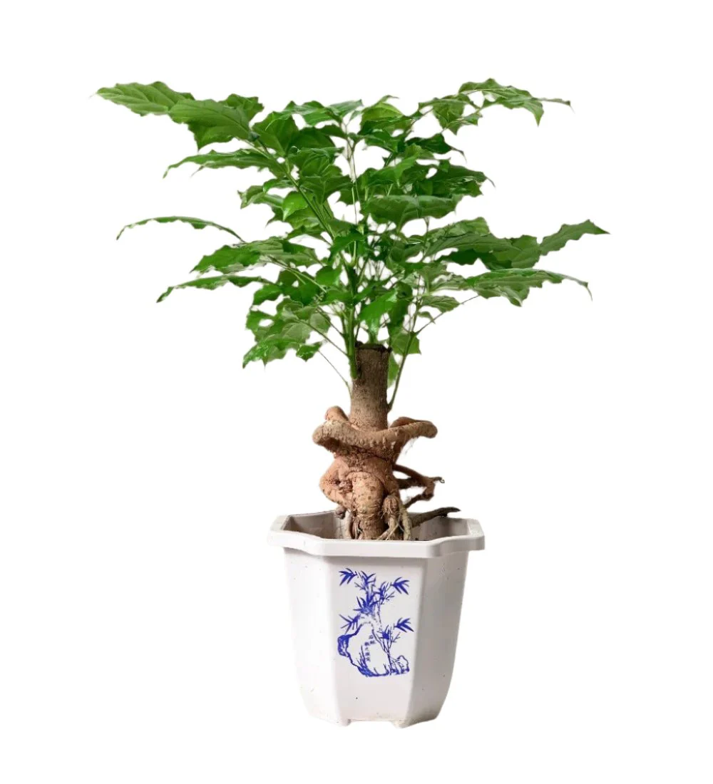 Baby China Doll Bonsai - Image 17