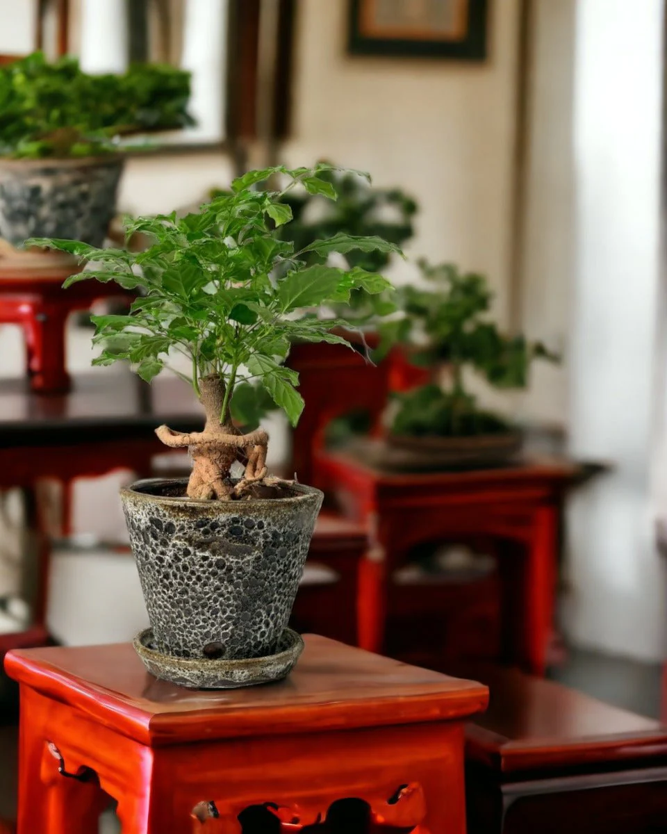 Baby China Doll Bonsai - Image 2