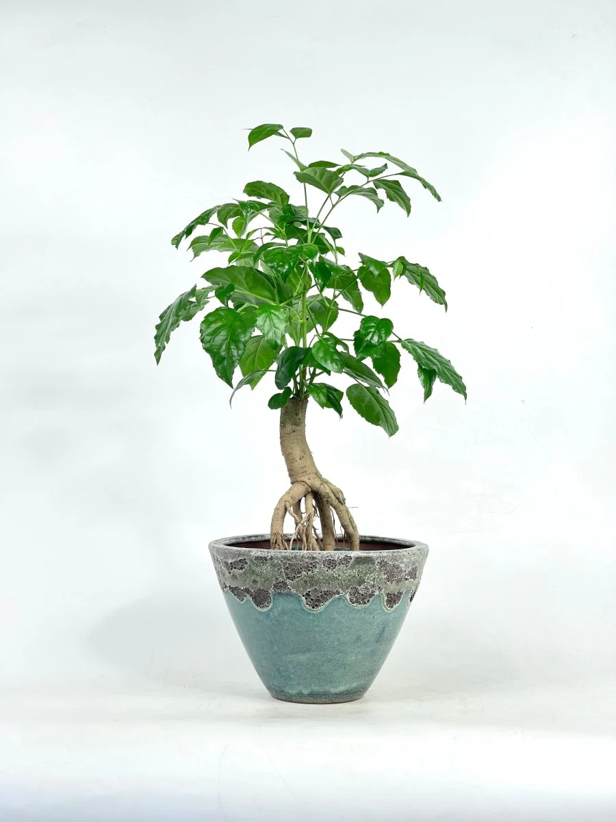 Baby China Doll Bonsai - Image 3