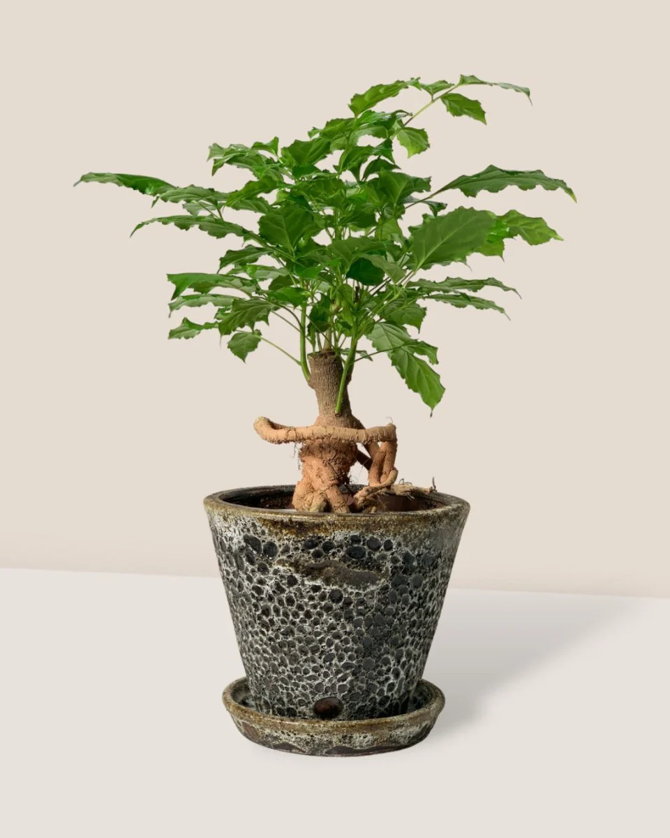Baby China Doll Bonsai - Image 4