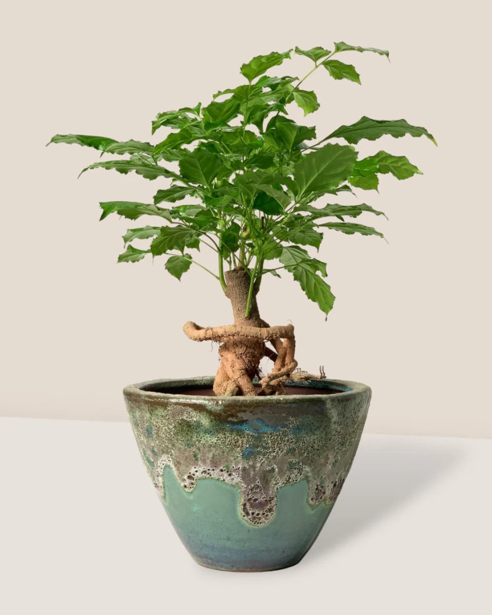 Baby China Doll Bonsai - Image 5