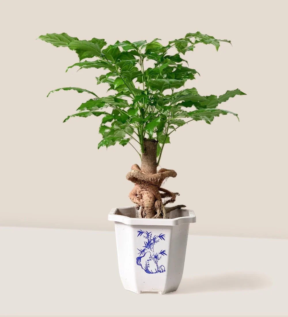 Baby China Doll Bonsai - Image 6