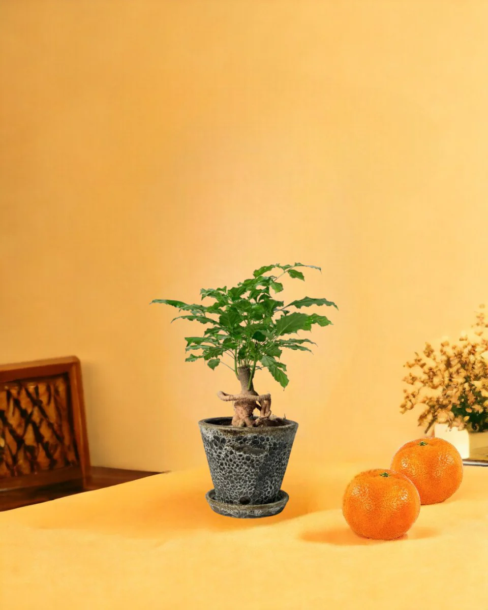 Baby China Doll Bonsai - Image 7