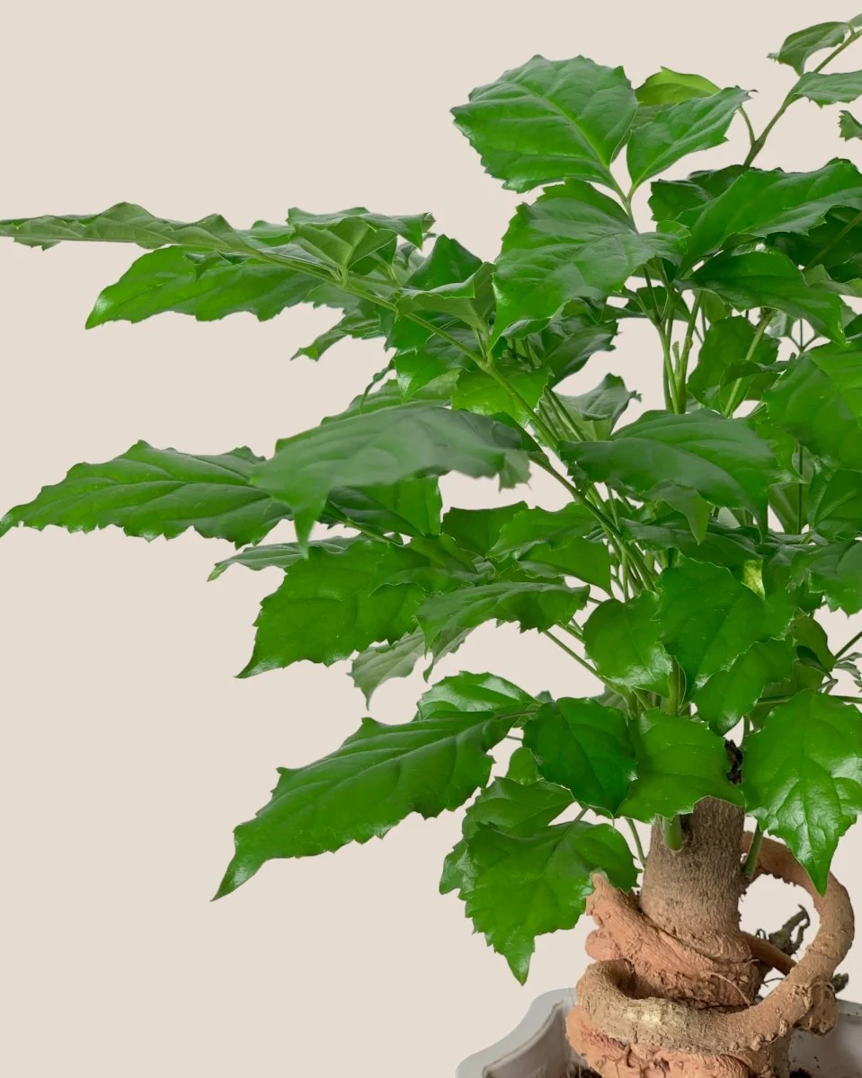 Baby China Doll Bonsai - Image 9