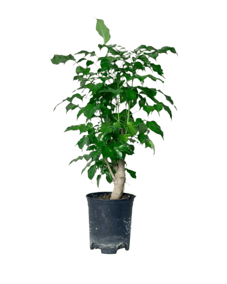 Baby China Doll Tree - Image 10