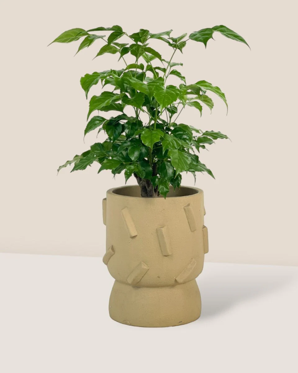 Baby China Doll Tree - Image 3