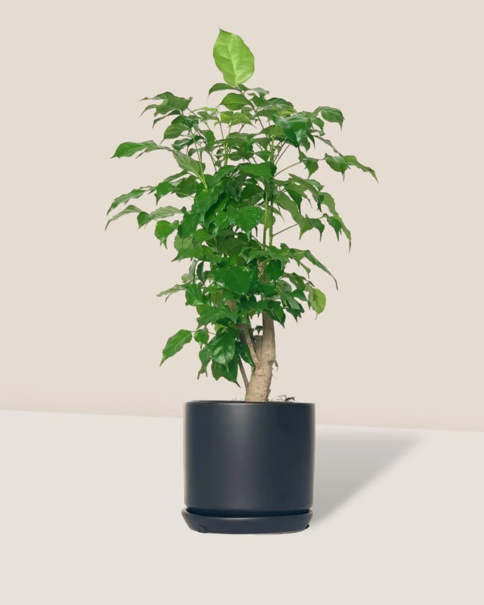 Baby China Doll Tree - Image 4