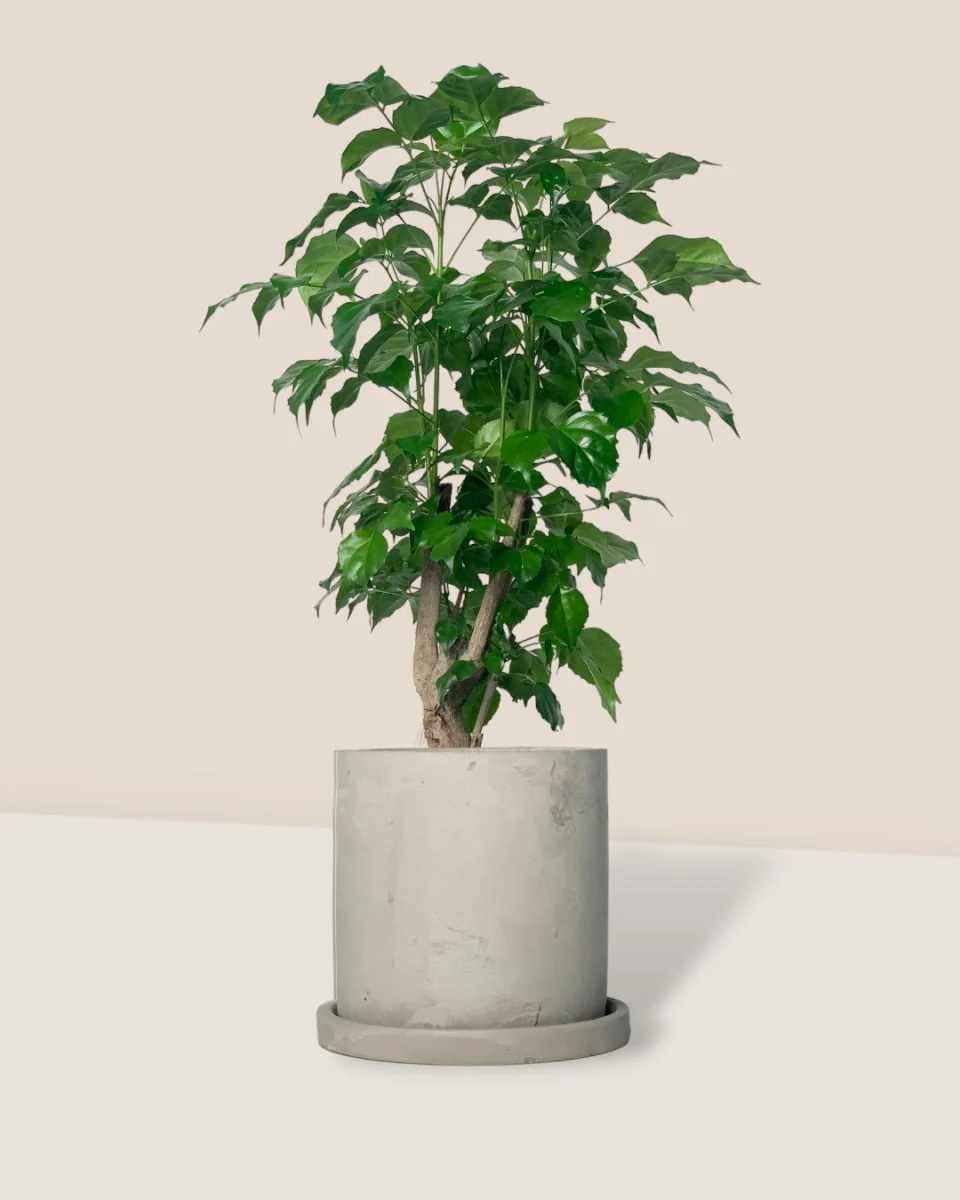 Baby China Doll Tree - Image 5