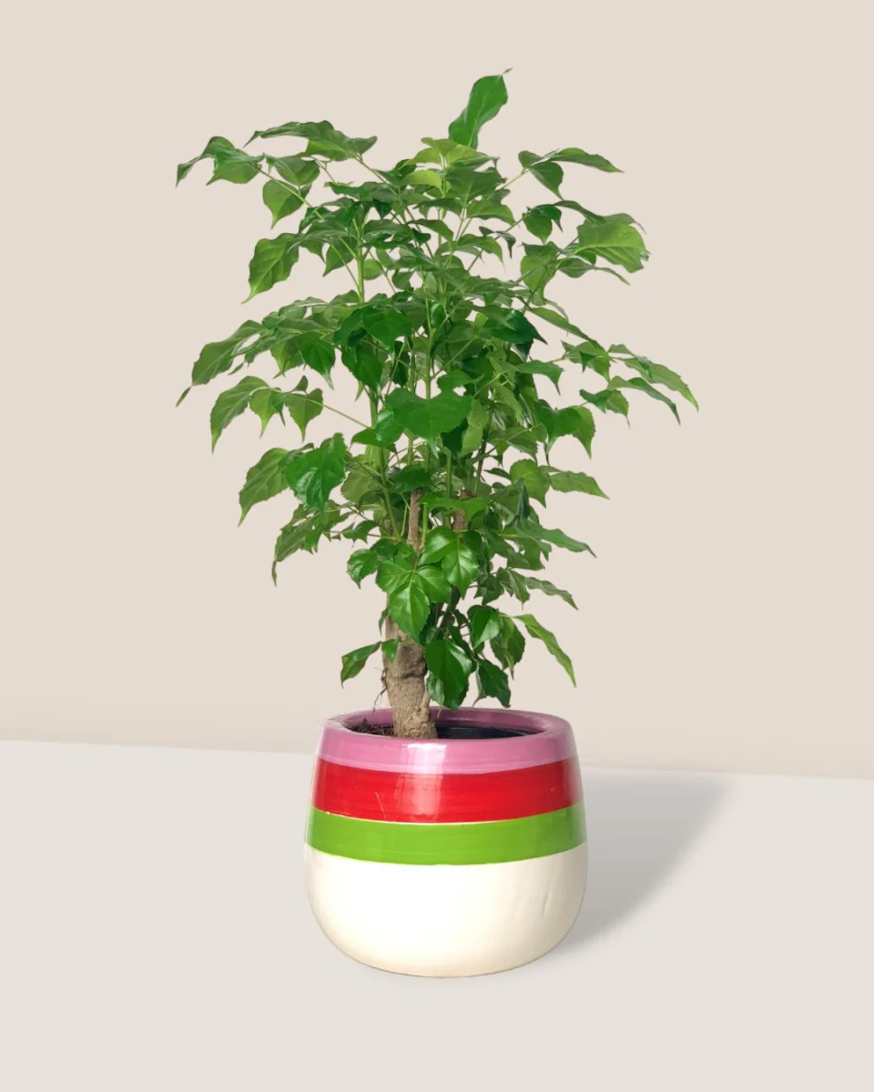 Baby China Doll Tree - Image 6