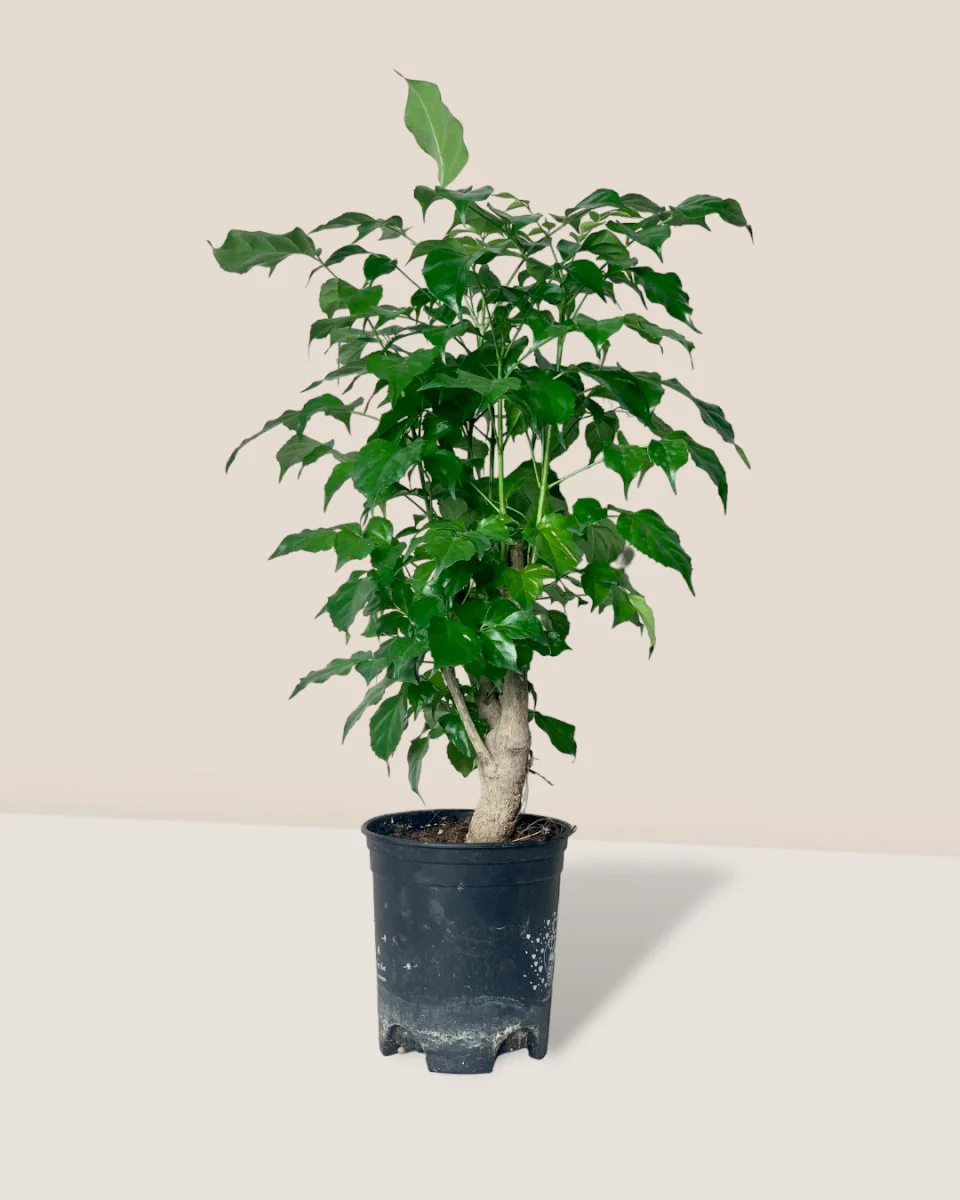 Baby China Doll Tree - Image 7