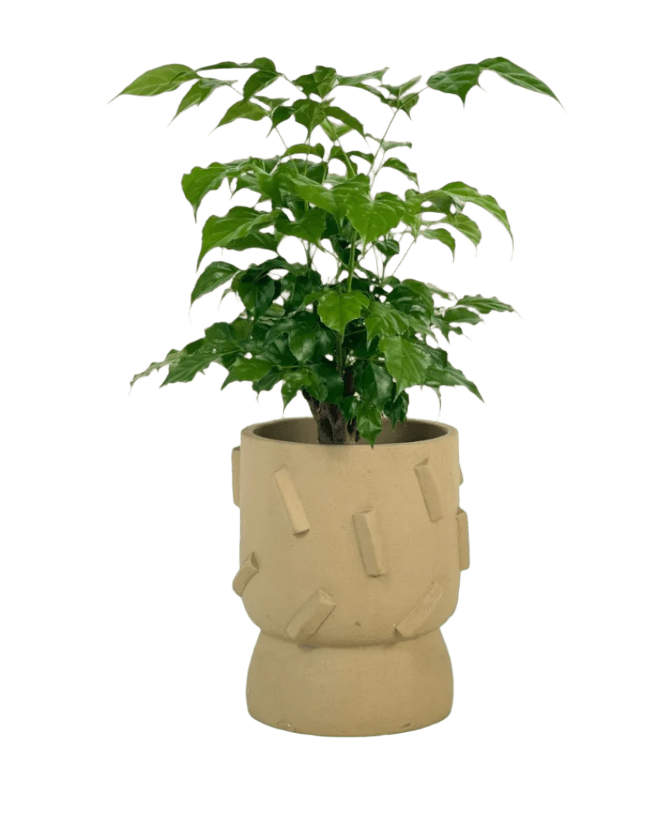Baby China Doll Tree - Image 9