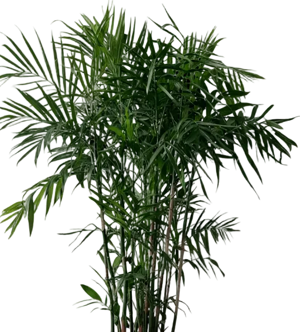 Bamboo Palm Plant - Image 15