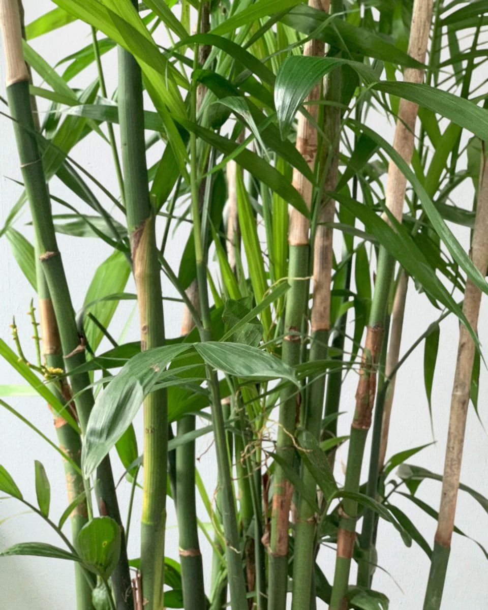 Bamboo Palm Plant - Image 8