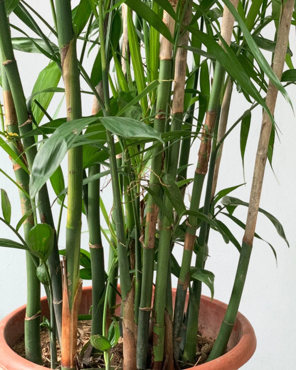 Bamboo Palm Plant - Image 9