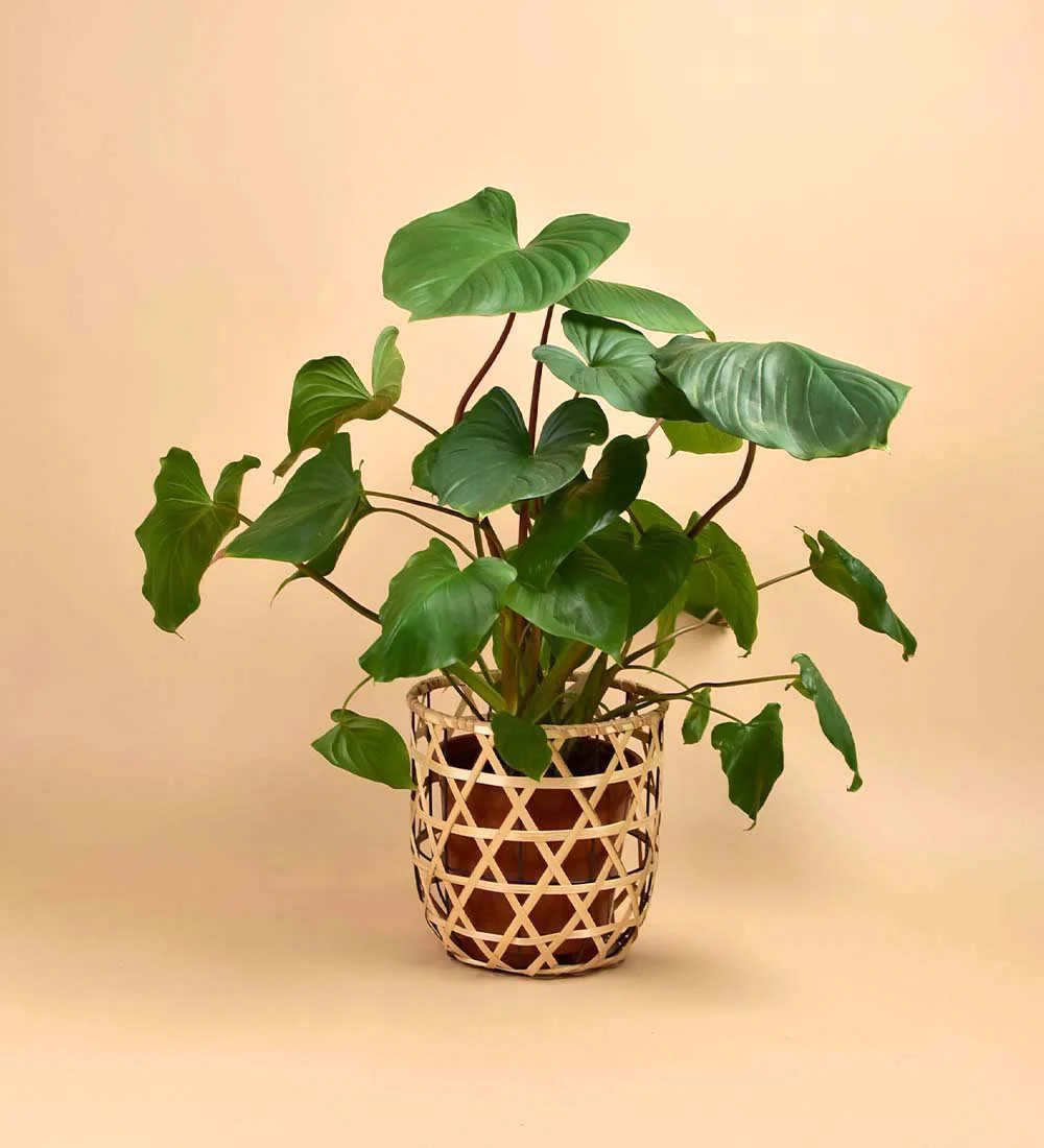 Bamboo Basket - Image 5