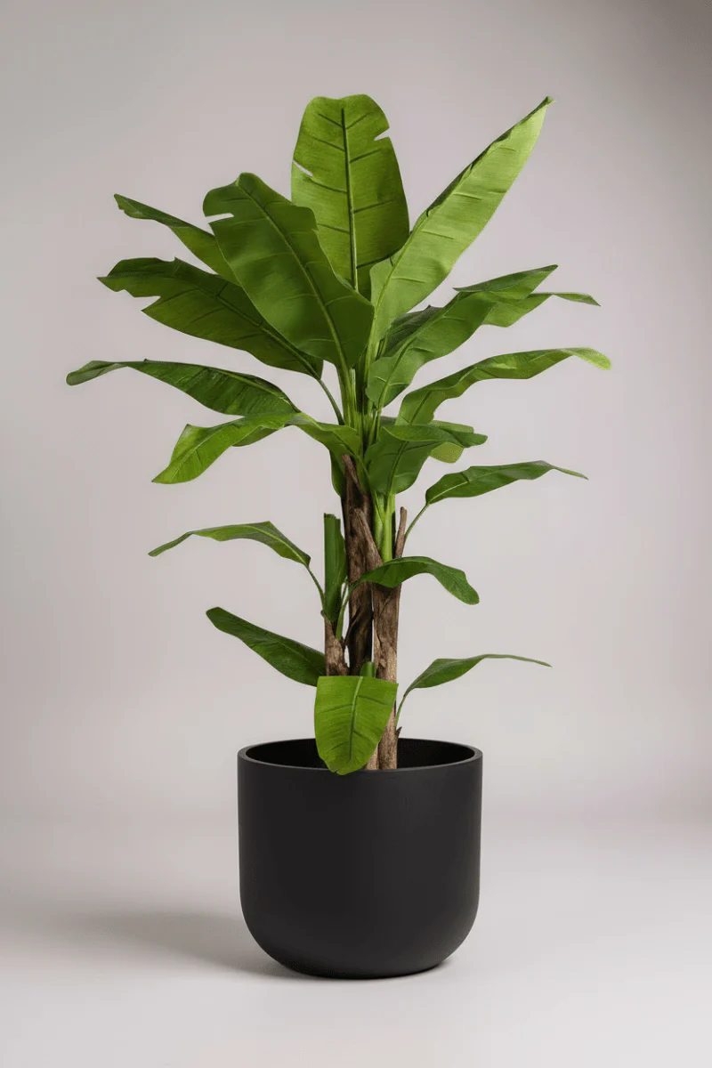 Banana Tree (Life-life Artificial) - Image 11