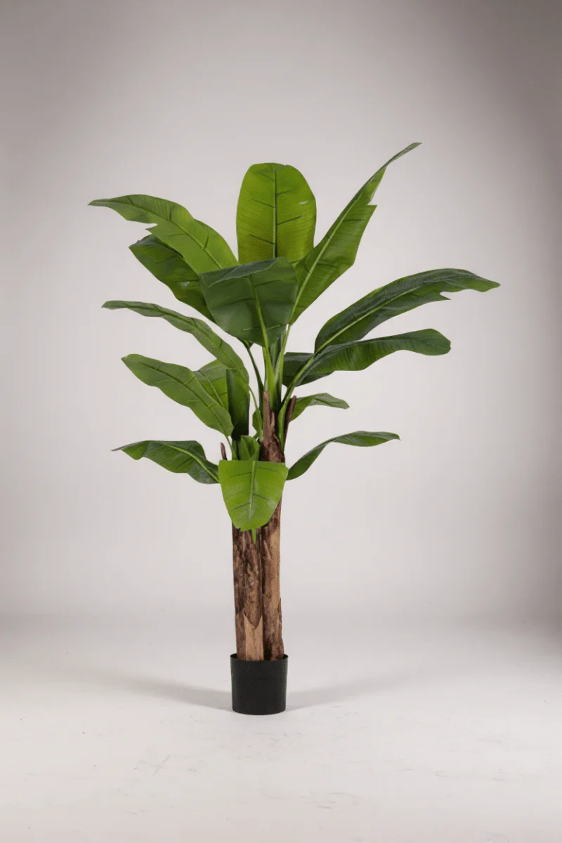 Banana Tree (Life-life Artificial) - Image 12