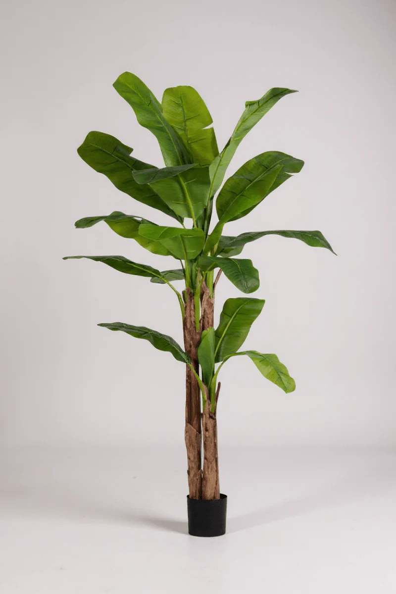 Banana Tree (Life-life Artificial) - Image 14