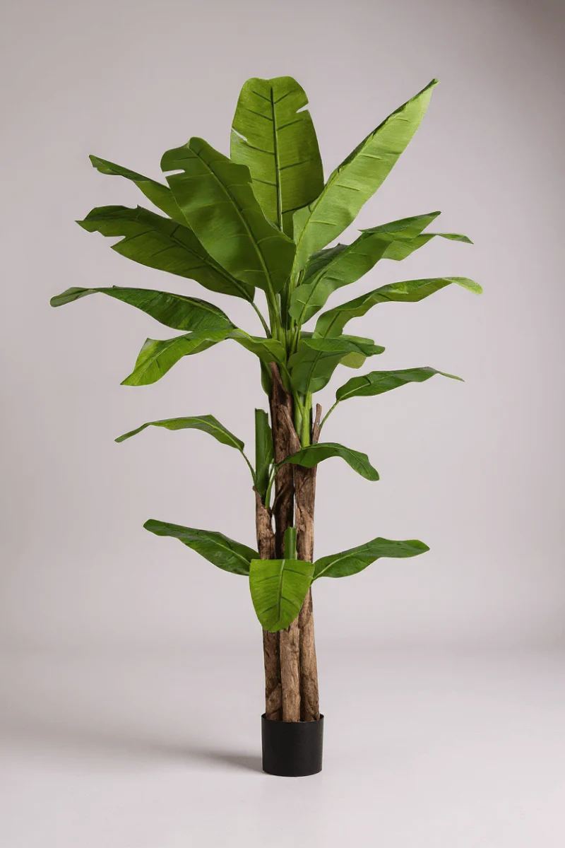 Banana Tree (Life-life Artificial) - Image 15