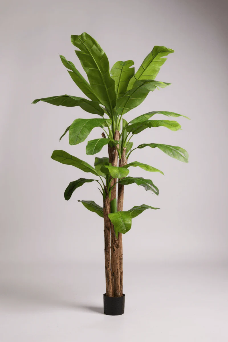 Banana Tree (Life-life Artificial) - Image 16