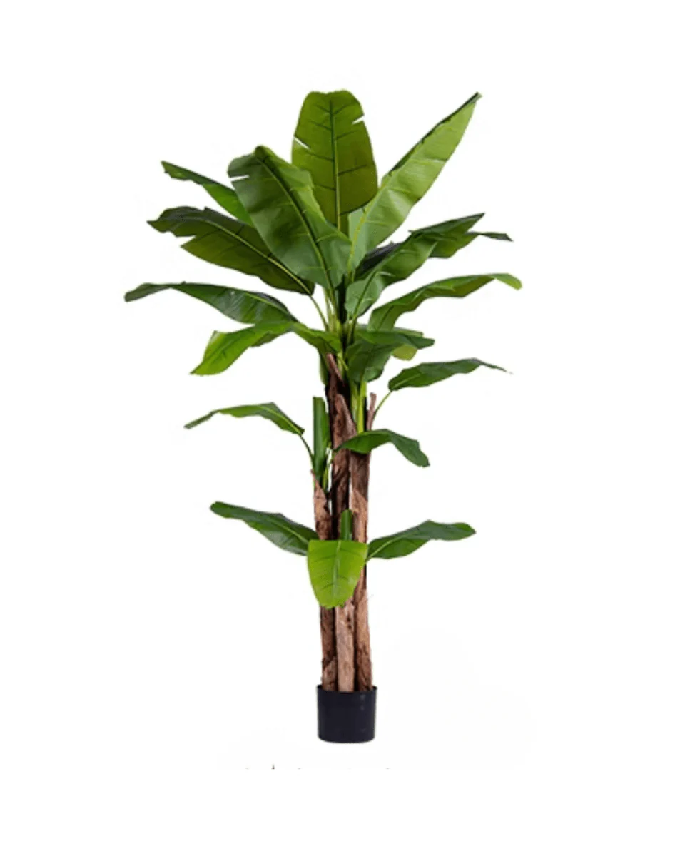 Banana Tree (Life-life Artificial) - Image 21