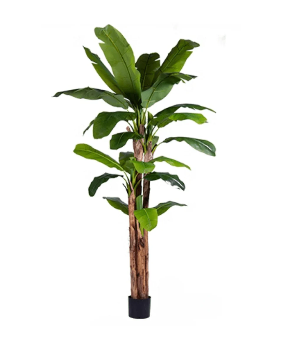 Banana Tree (Life-life Artificial) - Image 22