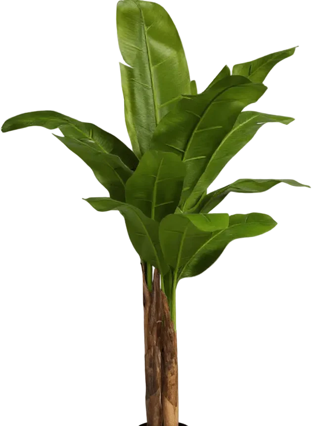 Banana Tree (Life-life Artificial) - Image 23