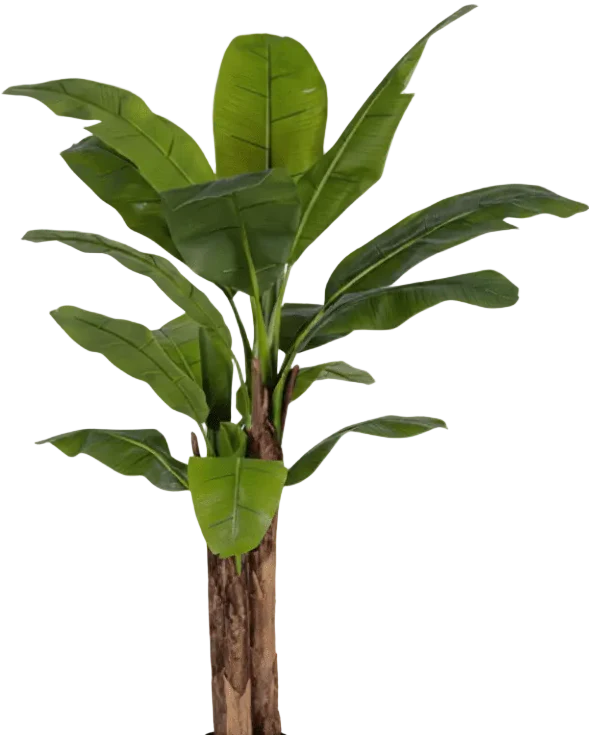 Banana Tree (Life-life Artificial) - Image 24