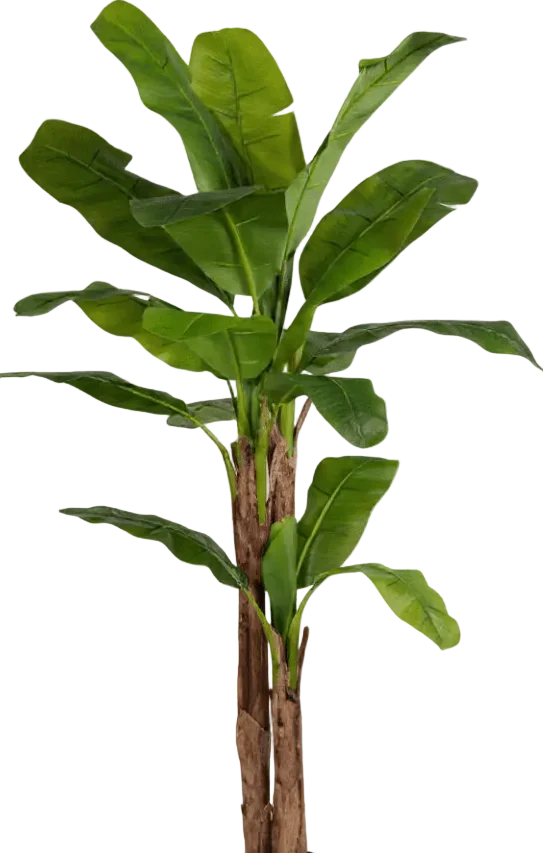 Banana Tree (Life-life Artificial) - Image 25