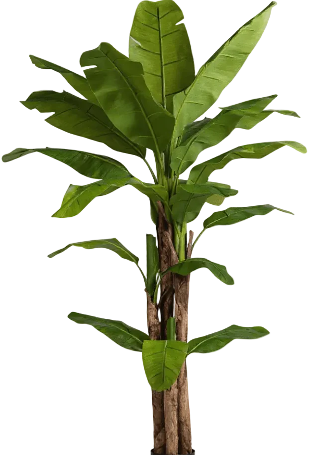 Banana Tree (Life-life Artificial) - Image 26
