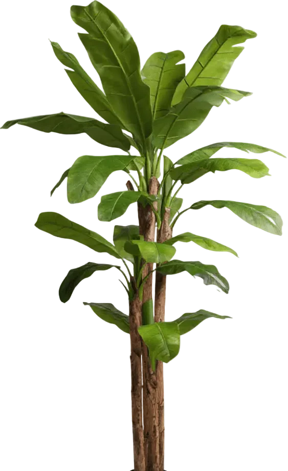 Banana Tree (Life-life Artificial) - Image 27