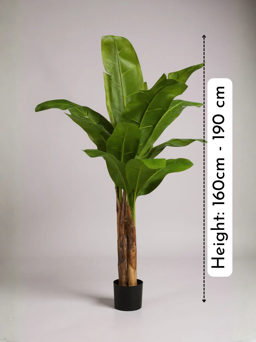 Banana Tree (Life-life Artificial) - Image 8