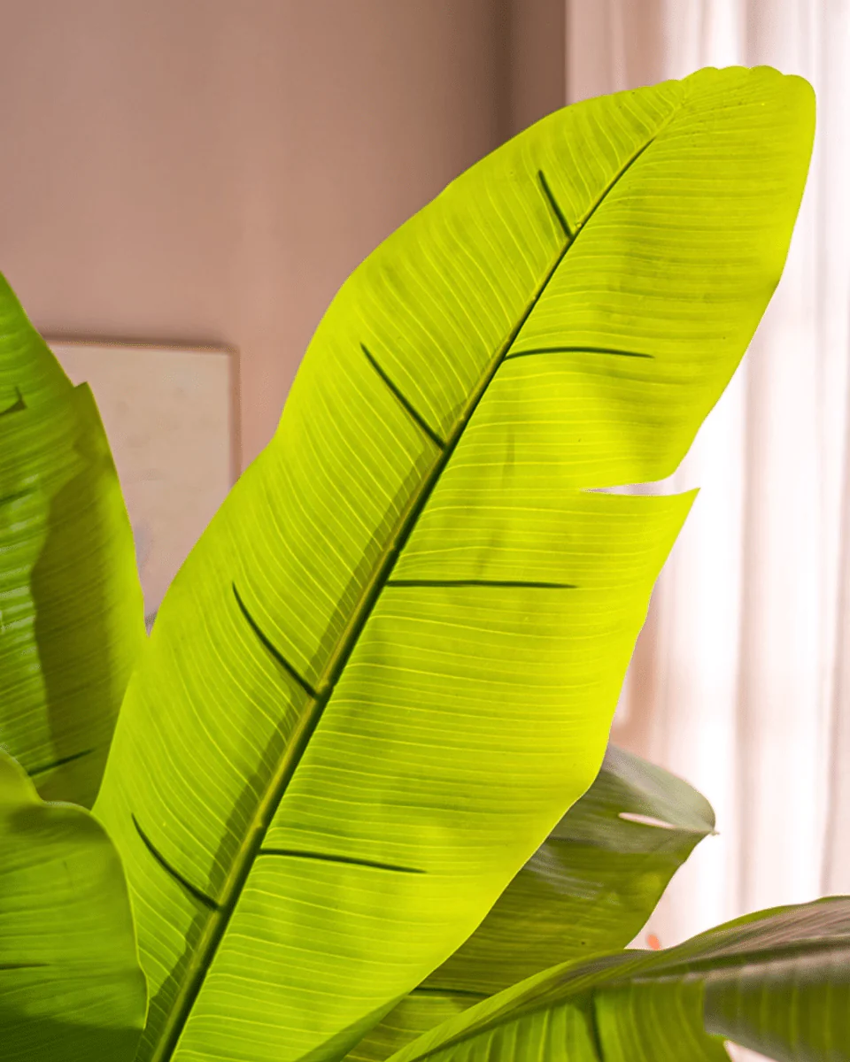 Banana Tree (Life-life Artificial) - Image 9