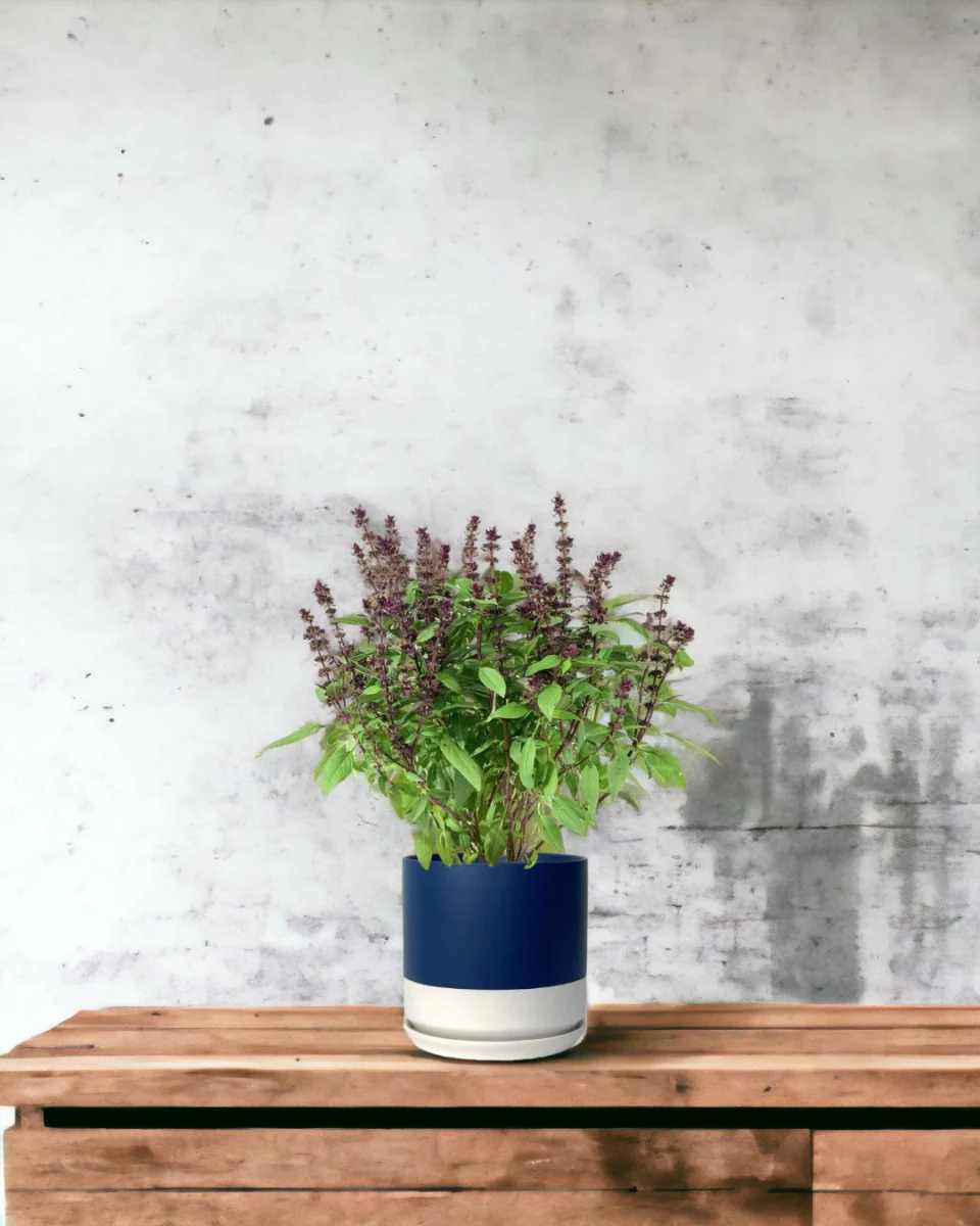 Basil Flower - Image 2