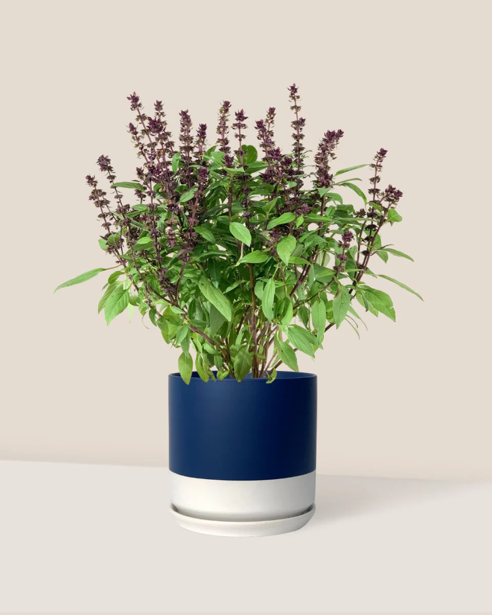 Basil Flower - Image 3