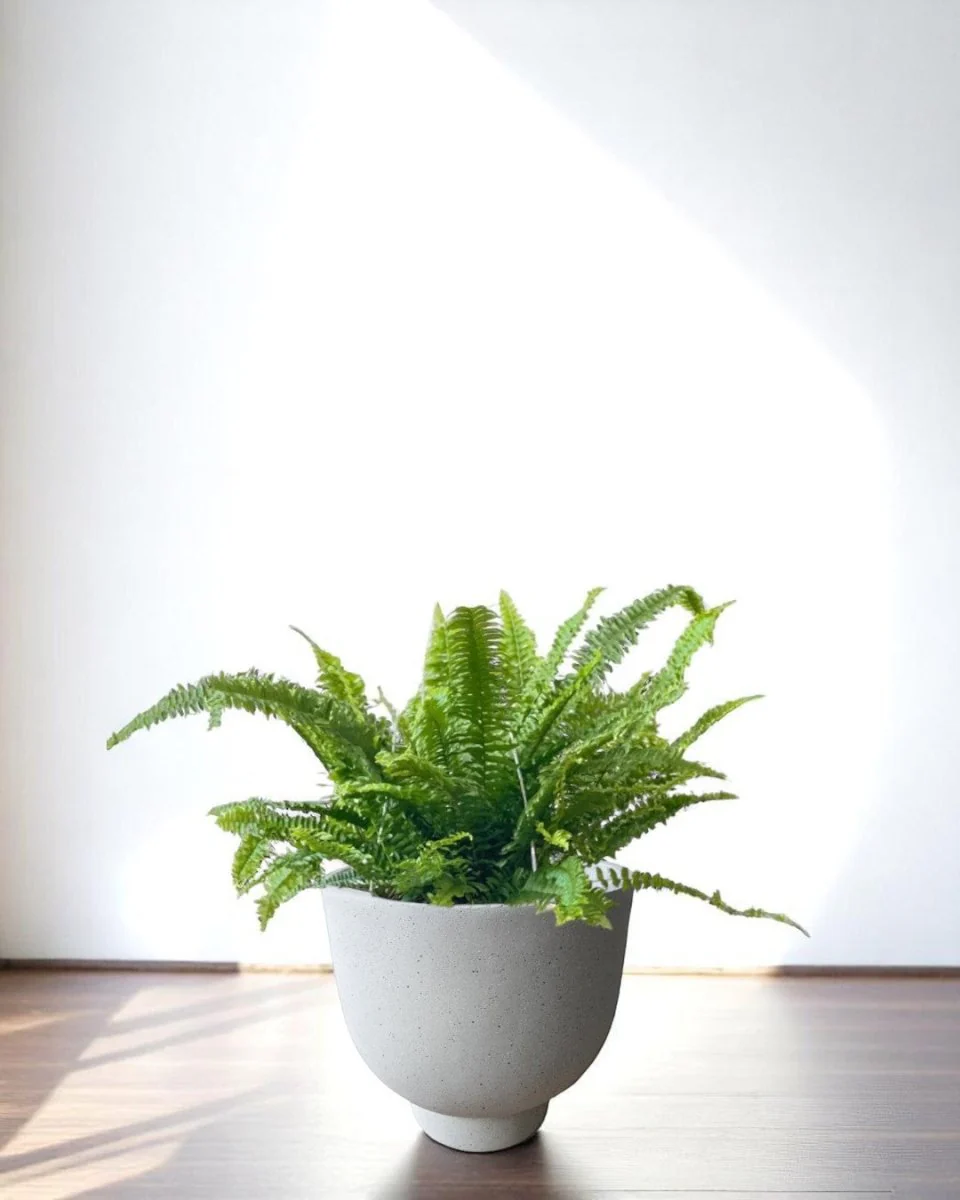 Basso Planter