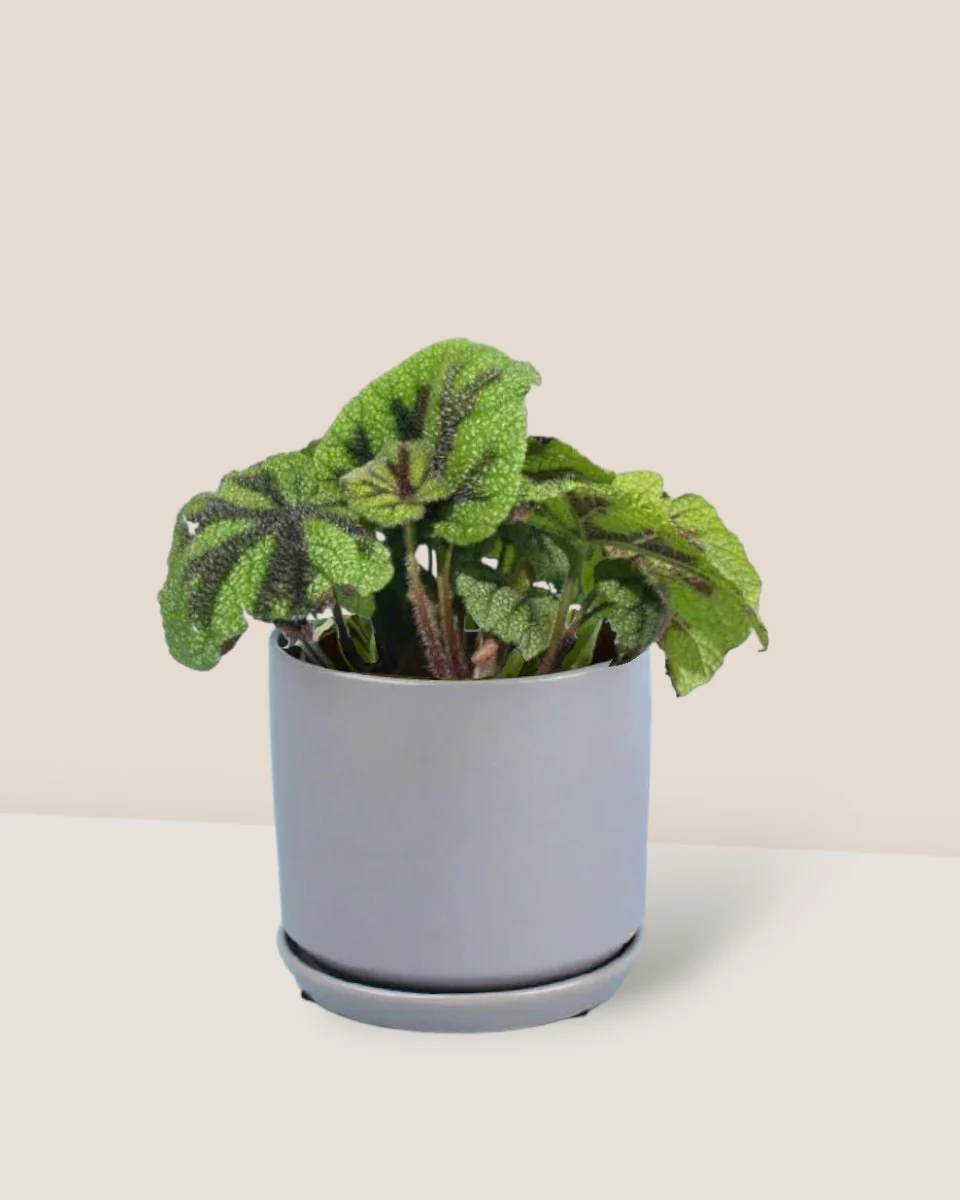 Iron Cross Begonia - Image 3