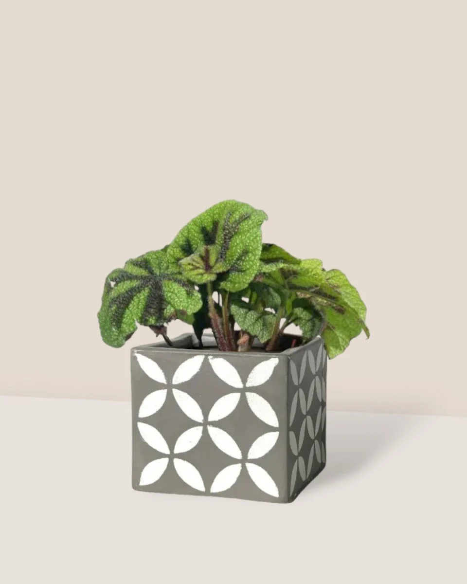 Iron Cross Begonia - Image 5